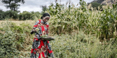 L'Afrique à la reconquête de sa souveraineté alimentaire